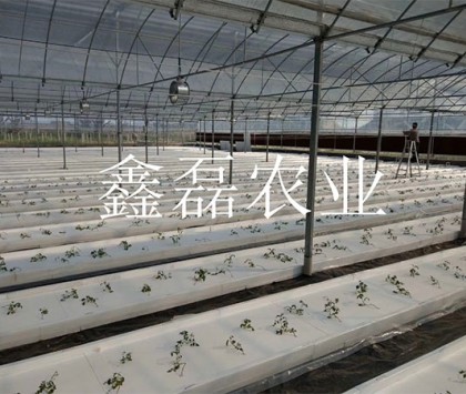 花卉、育苗基地