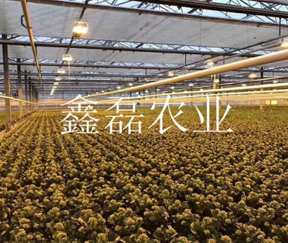 花卉、育苗基地